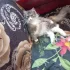 Потерялась кошка.