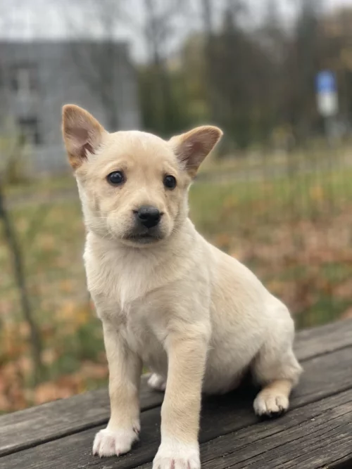 Метис ягдтерьера с доставкой