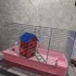 Клетку