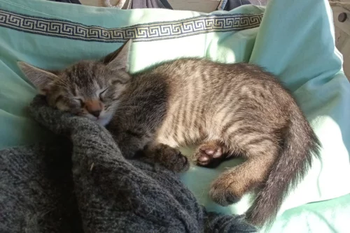 Отдам котика 2 месяца