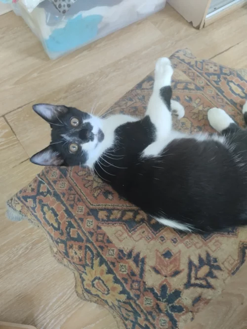 Котик