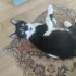 Котик