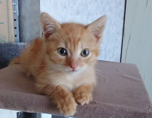 Ласковый котенок