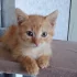 Ласковый котенок