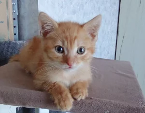 Ласковый котенок