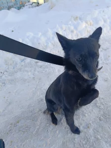 Найдена маленькая собачка