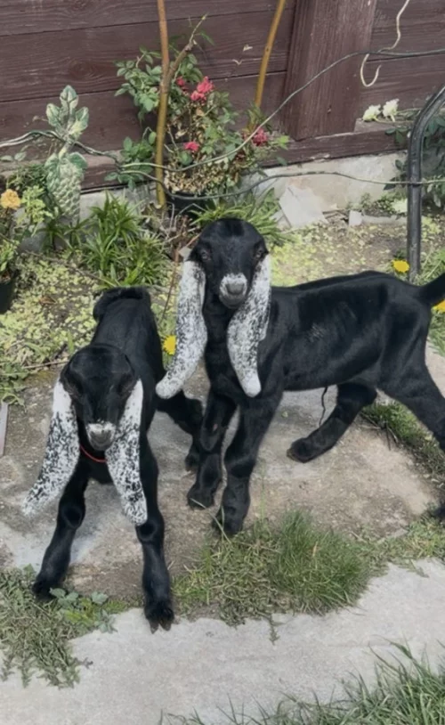 Козочки и козлик