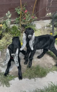 Козочки и козлик