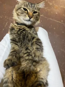 Пропали 2 котика, ПОЖАЛУЙСТА