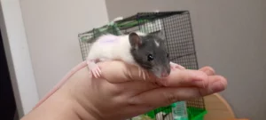 Крысята 9 штук девочки и мальчики. 5р