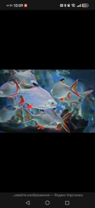 Барбус лещевидный