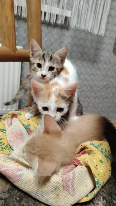Отдам котёнка в любящую семью