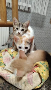 Отдам котёнка в любящую семью