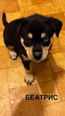 Отдам щенков Ротски в добрые руки