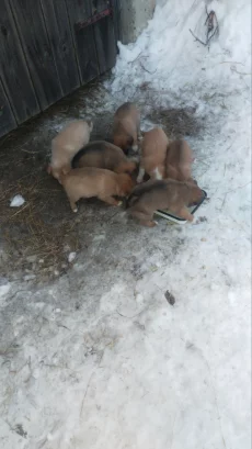 Обаятельные щенки