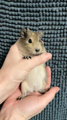 Морская свинка самка