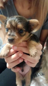 Щенков Йорка