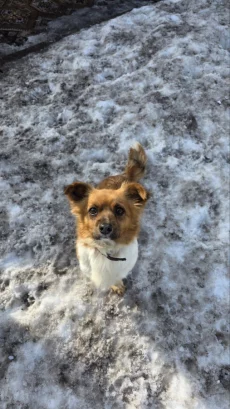 Милашка Хлоя