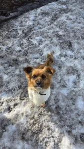 Милашка Хлоя