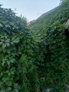 Девичий виноград