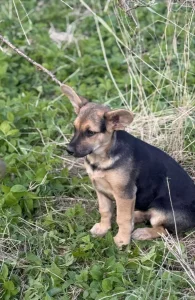 Умка в поиске дома