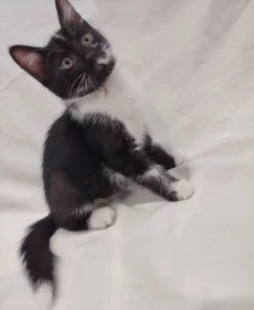 Котёнок девочка