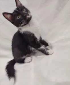Котёнок девочка