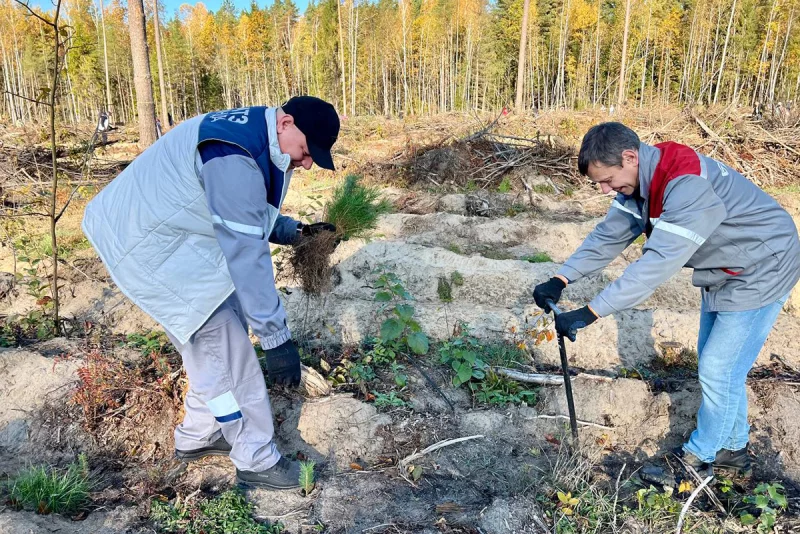 Более 17 тысяч деревьев высадили представители структурных подразделений МТЗ в Бобруйском районе