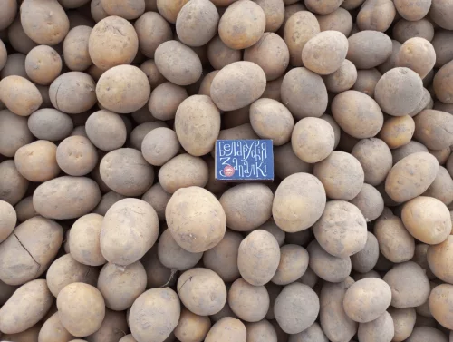 Бульба семенная