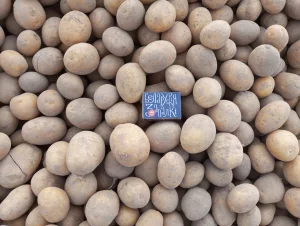 Бульба семенная