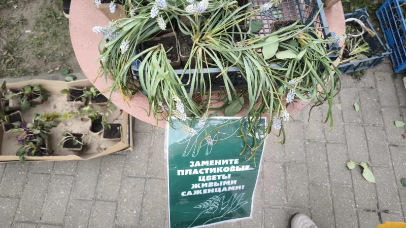 100 саженцев и 100 роз. «Радуница без пластика» в Бобруйске