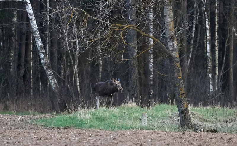 Погода на 27 апреля в Могилевской области
