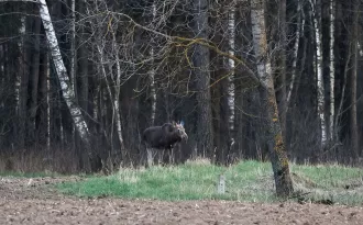 Погода на 27 апреля в Могилевской области