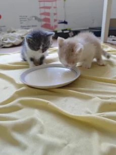 Красивые Котята
