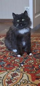 Кошка с рожками