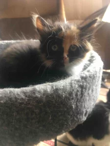 Котик ищет дом