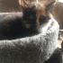 Котик ищет дом