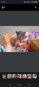 Очаровательные крысята по 5 р