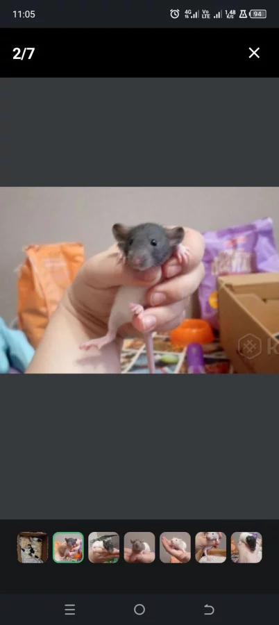 Очаровательные крысята по 5 р