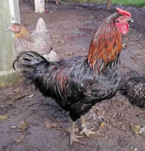 Петушки 6 мес