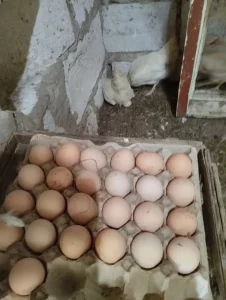 Молодняк кур несушек