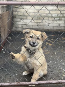 Щенок с прививками, доставкой и бесплатной стерилизацией
