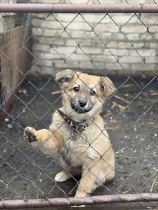 Щенок с прививками, доставкой и бесплатной стерилизацией