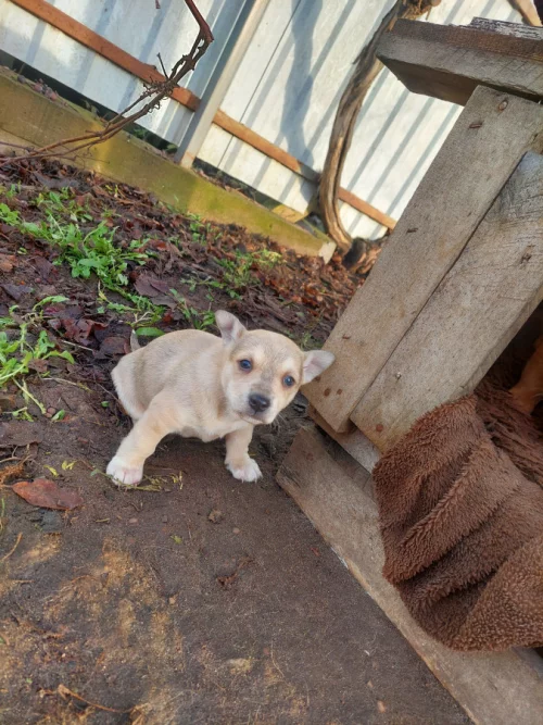 Роздаем бесплатно