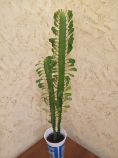 Молочай трехгранный