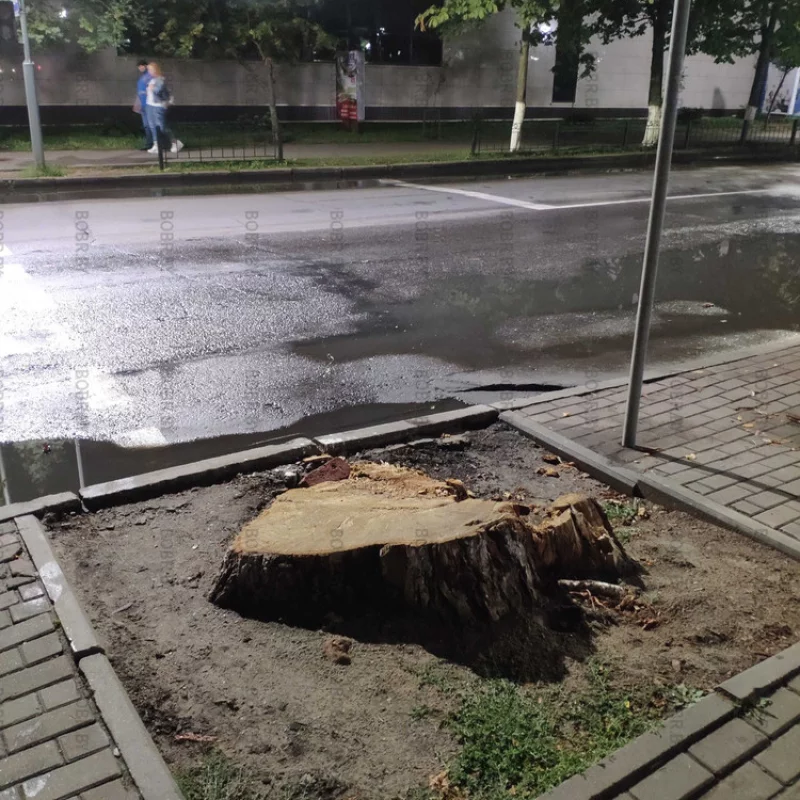 Давайте наблюдать за этим недавно образованным пнём, который криво срезали. Сколько времени понадобится городской власти, чтобы окультурить эту территорию и убрать этот неэстетичный элемент не декора.