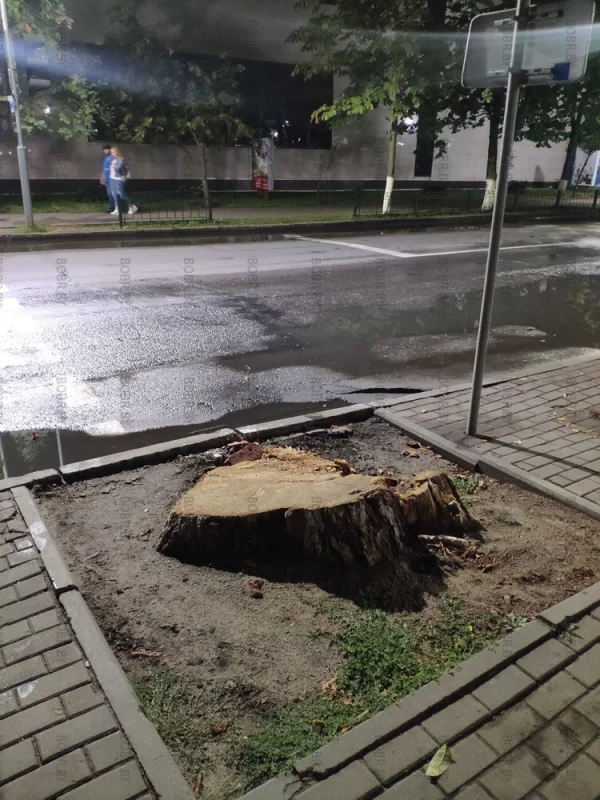 Давайте наблюдать за этим недавно образованным пнём, который криво срезали. Сколько времени понадобится городской власти, чтобы окультурить эту территорию и убрать этот неэстетичный элемент не декора.
