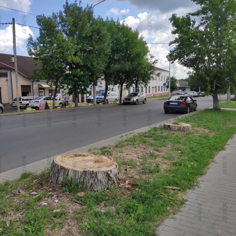 После ураганного ветра, много деревьев не уцелело, но зеленхоз не спешит выкорчевывать пни и высаживать новые деревья. Ломать не строить!