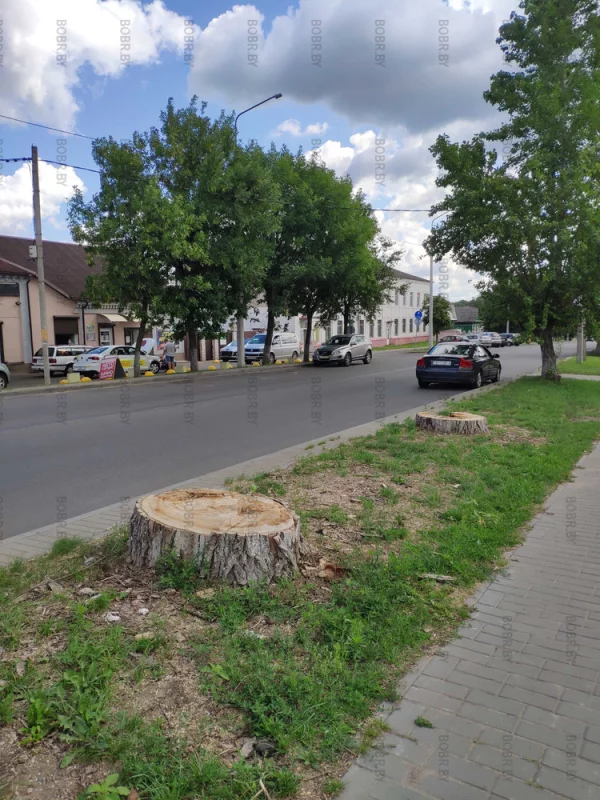 После ураганного ветра, много деревьев не уцелело, но зеленхоз не спешит выкорчевывать пни и высаживать новые деревья. Ломать не строить!