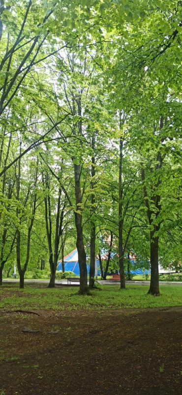 В гуще городского парка расположился Гомельский цирк